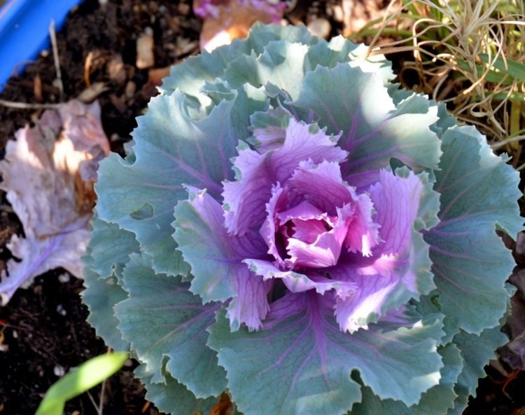 záhrada-jeseň-kapusta-farebné-okrasné-kapusta-zelenina-rastliny