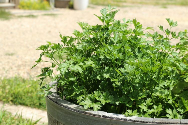 záhrada-jeseň-bylinky-petržlen-črepník-záhrada-záhon-inšpirácia