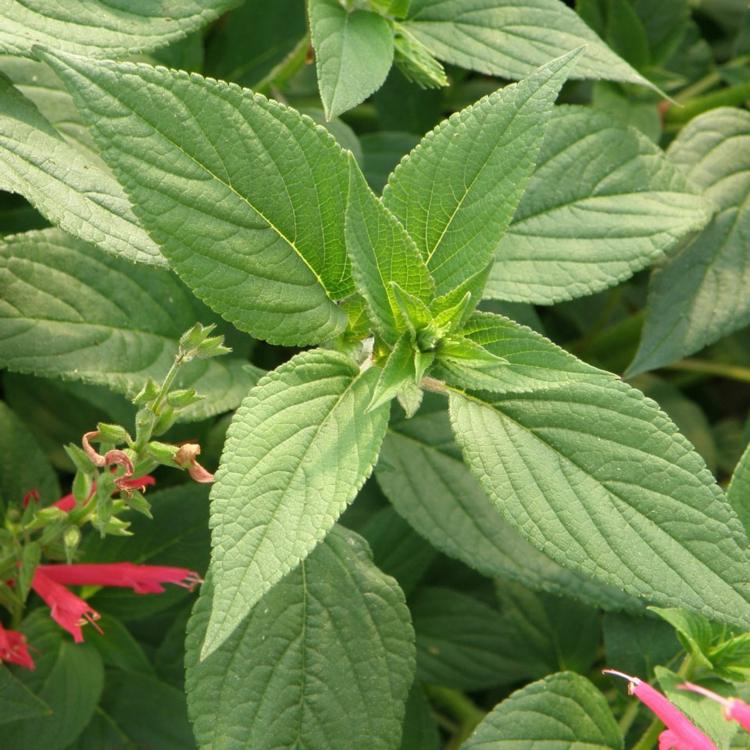 záhradné-jesenné-šalviové-korenie-mierne-klimatické-odrody