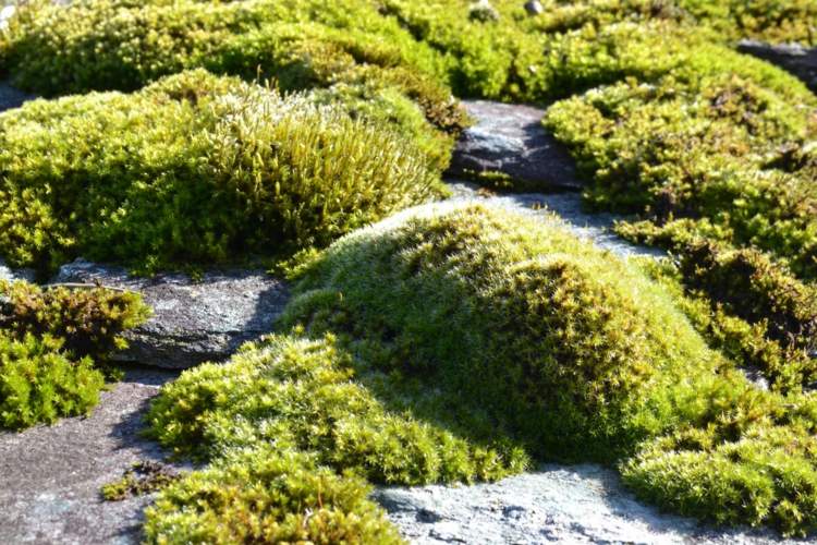 záhrada-jeseň-mach-náhrada-trávnik-tieň-skalka