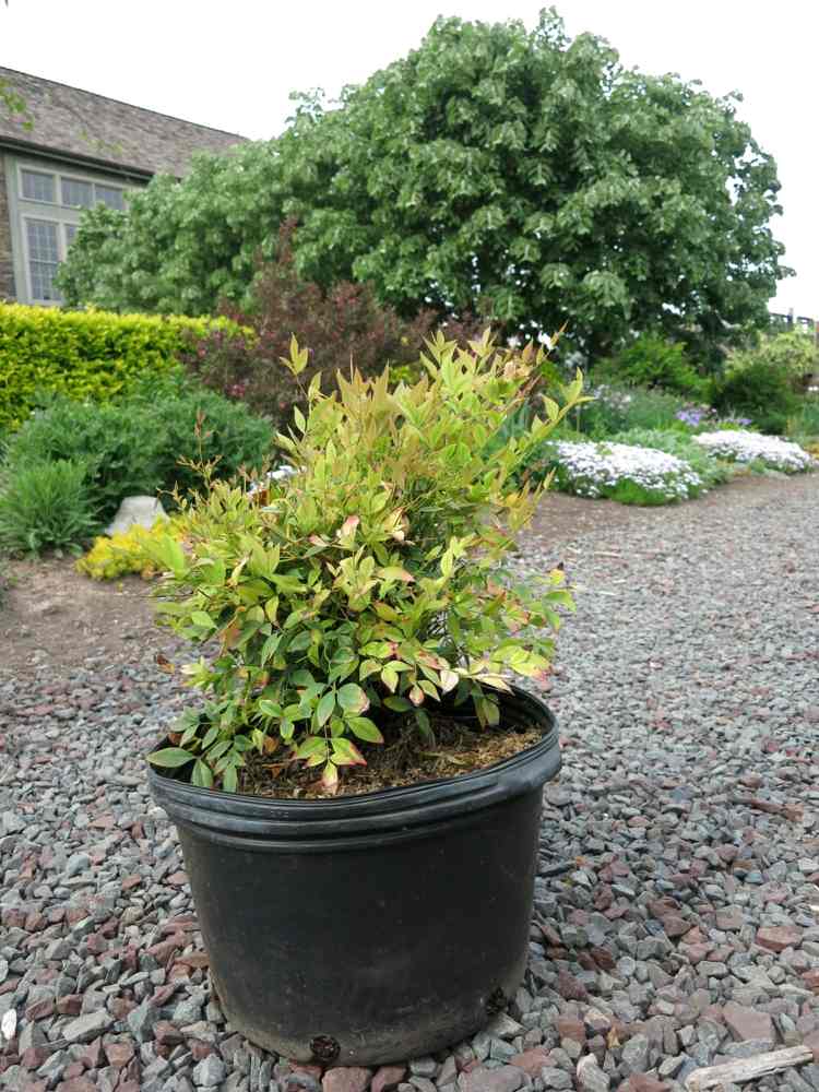 záhradné-jesenné-kríky-rastliny-stromy-kríky