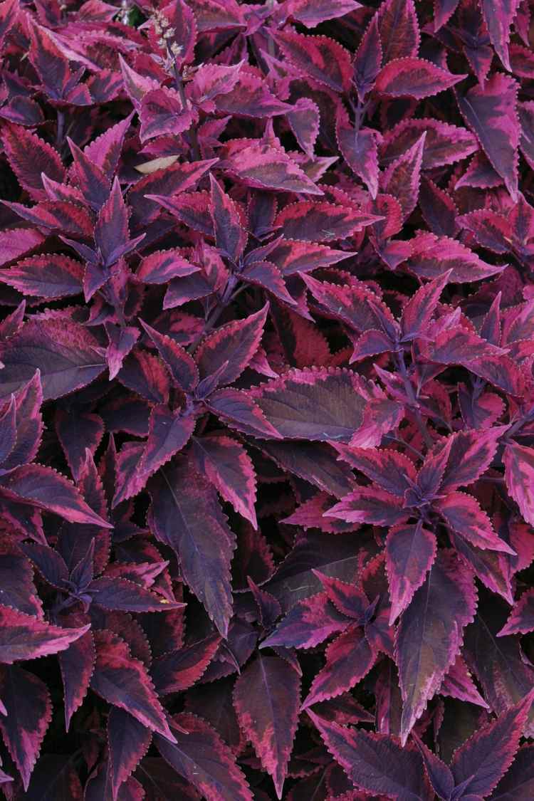 záhrada na jeseň farebná žihľava-bordová-farba-blaetter-pekná