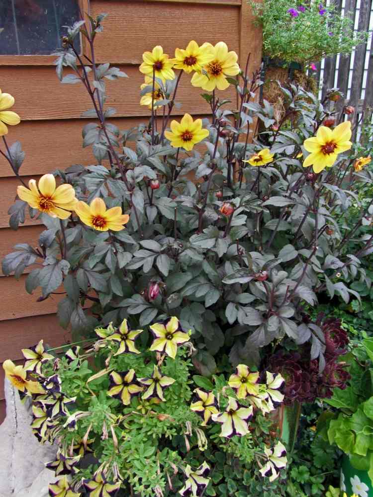 záhrada na jeseň georgína-mystická-ilúzia-tmavé-listy-žlté kvety