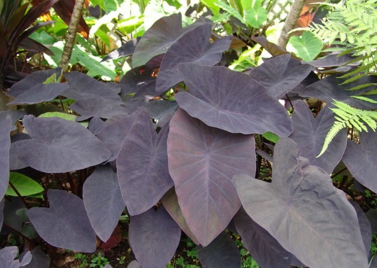 záhradné-jesenné-taro-tmavé-slonie-ucho-záhradnícke-tipy na starostlivosť