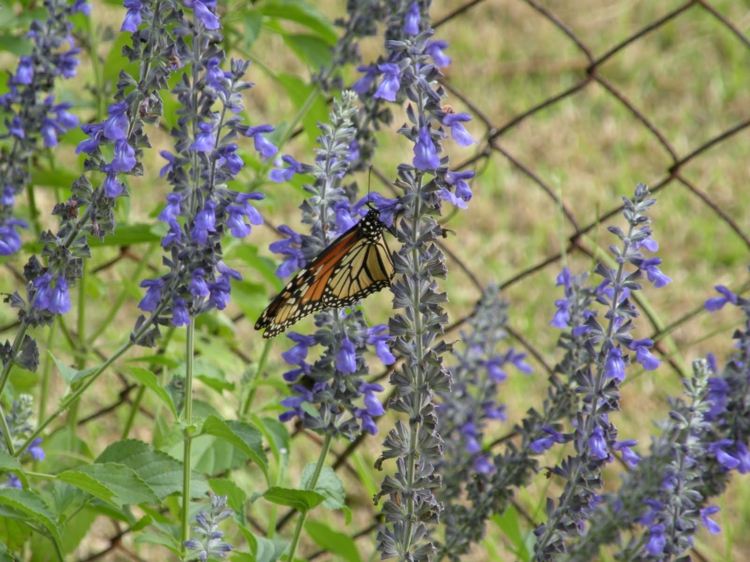 záhrada-jeseň-indigo-šalvia-modrá-motýľ-obliečka-dizajn-inšpirácia