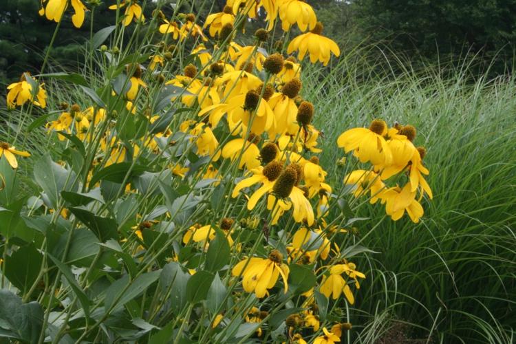 záhradný-jesenný-špicatý-listový tiger-slnečník-okrasná-tráva-ekologizácia-nápady-kombinovať