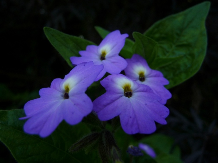 záhrada v jesennom prevedení browallia-blue-lilac-repa