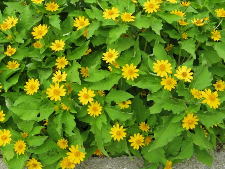 záhrada-jeseň-sterntaler-nízka-svieža-zelená-blaetterová-limetová