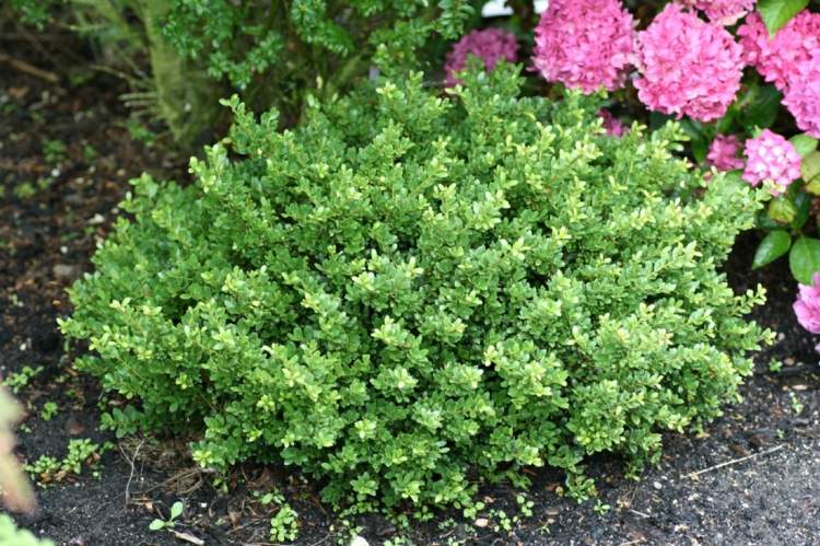 záhrada-jeseň-japonsko-cezmína-okrasné-kríky-vždyzelené výsadby