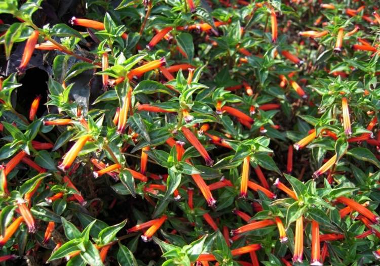 záhrada-jeseň-koecherbluemchen-trúbka-tvar-červeno-oranžová