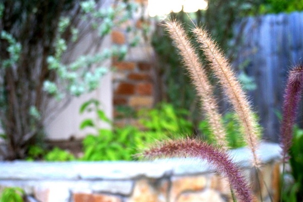 Starostlivosť o záhradu v jesenne nechaných okrasných trávach rastie