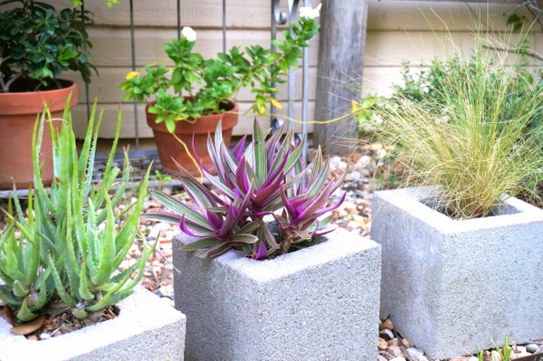 Pestovanie korenia Sukulentné hrnce s malou textúrou pridávajú do záhrady