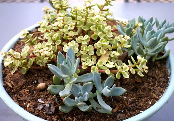 Nádherná sukulentná jesenná dekorácia záhradného stola