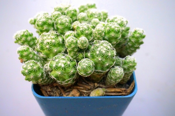 Rastlinné sukulenty Nápady na dekoráciu modrej plavidla Záhradný stôl