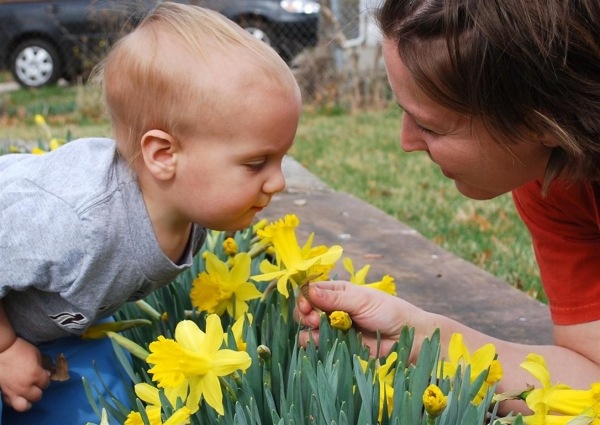 Zasaďte nápady na záhradu s voňavými kvetmi Zasaďte nápady na záhradu s voňavými kvetmi