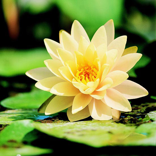 Záhradné jazierko lekná Carolina odroda odolná v priemere 30 cm