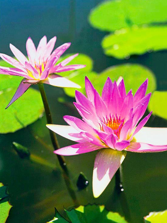 Záhradné jazierko s leknami Blue Beauty purpurové tropické