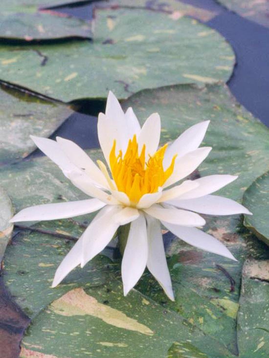 Záhradné jazierko s leknami Arc en Ciel biele kvety žlté