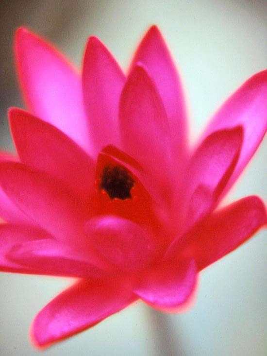 Červený pohár lekna v noci kvitne tropicky