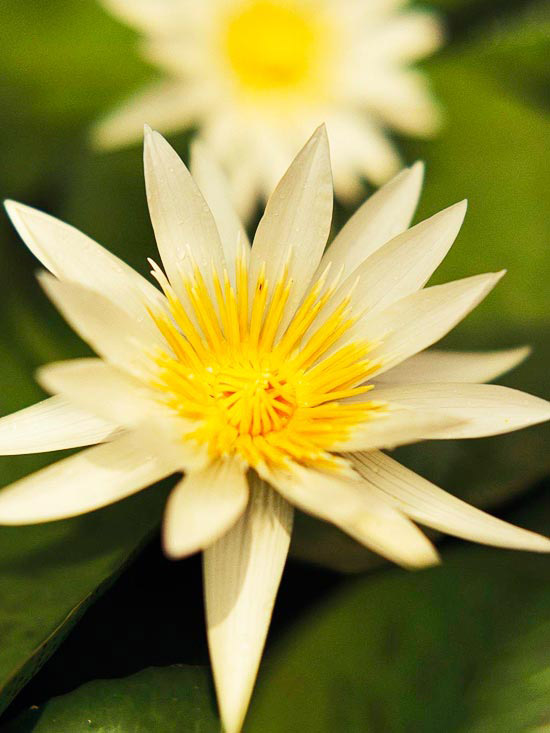 Záhradné jazierko s leknami pani George H Pring noc kvitnúce biele