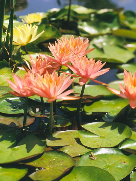 Záhradné jazierko Colorado lekná lososové ružové kvety