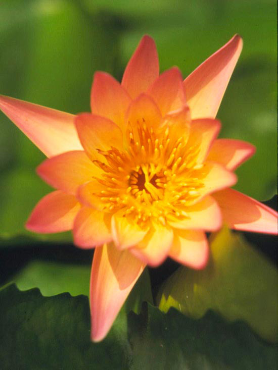 Záhradné jazierko s odleskom lekien odrody koralovej farby