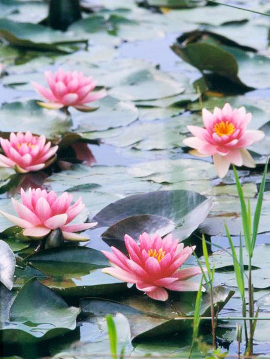 Záhradné jazierko lekná George L Thomas ružové