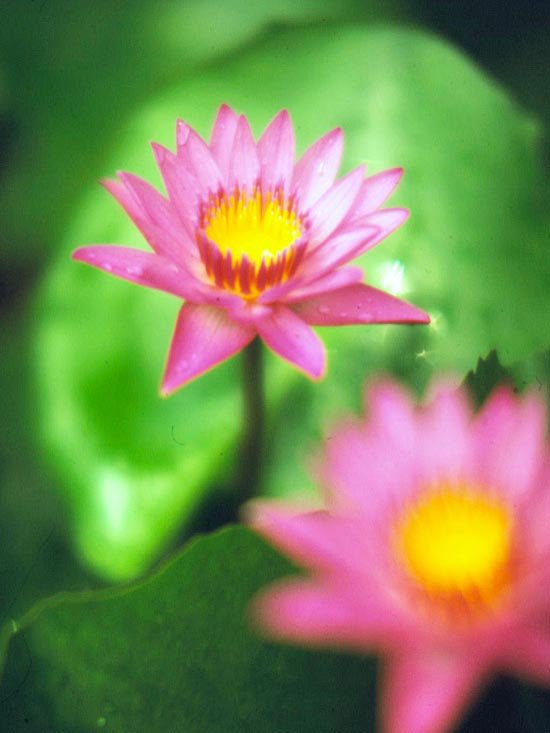 Odroda polotieňa lekna Shirley Bryne