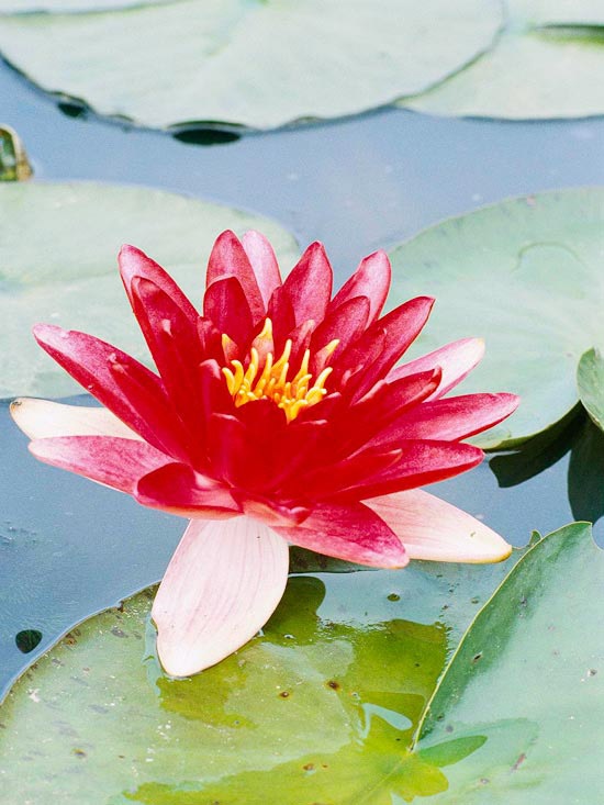 Záhradné jazierko s leknami odrody Rembrandt červená