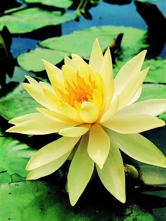 Záhradné jazierko lekná broskyňa žiaria nad vodou