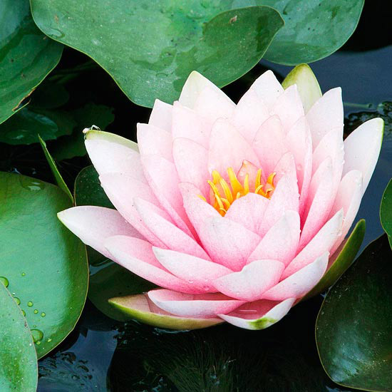 Luciana lekná odroda odolná 17 cm