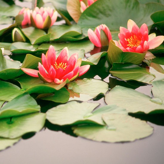 Záhradné jazierko s leknami obľúbené odrody top
