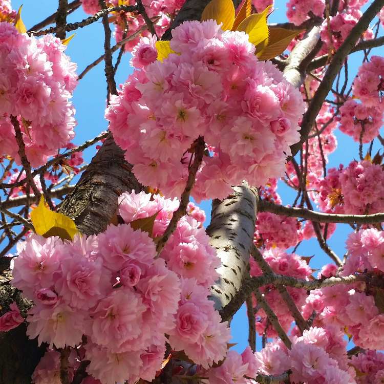 Japonská čerešňa Sakura kvitne na jar