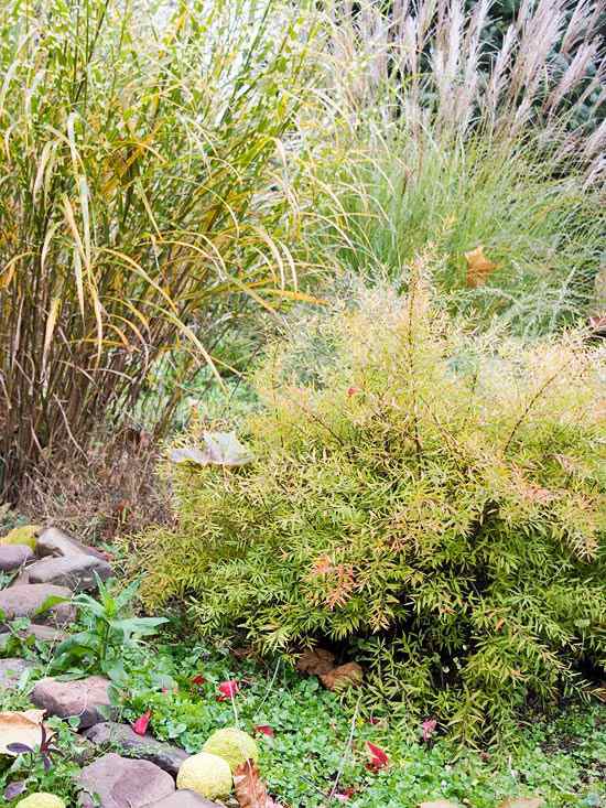 jesenná záhrada monochromatické rôzne tvary listov Záhrada na jeseň monochromatické rôzne tvary listov