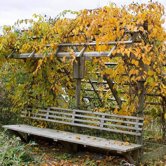 Záhradné jesenné farby vinič kiwi popínavá rastlina lavička drevená mriežka Záhradná jeseň kiwi vinič popínavá rastlina lavička drevená mriežka