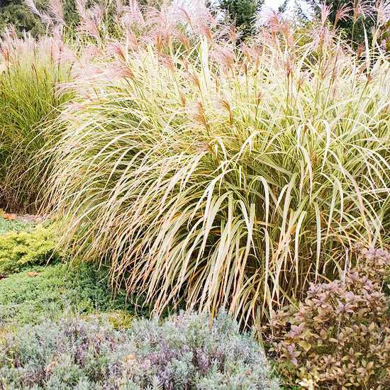 Záhradná jeseň slon tráva veľké rastliny kúpiť lacno Záhradná jeseň slon tráva kúpiť veľké rastliny