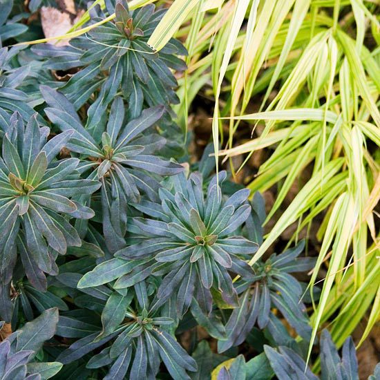 Záhradné rastliny jesenné kontrastné farby nápady Záhradné jesenné kontrastné farby rastlín