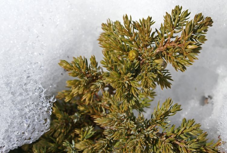 Jalovec sa láme kvôli snehu Jalovec-krásny-vzhľad-záhrada v januári-sneh