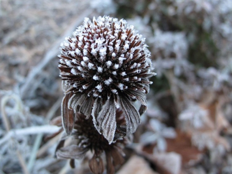 Okrasná záhrada červenej třapatky Echinacea v januári Okrasná záhrada echinacey červenej, echinacey