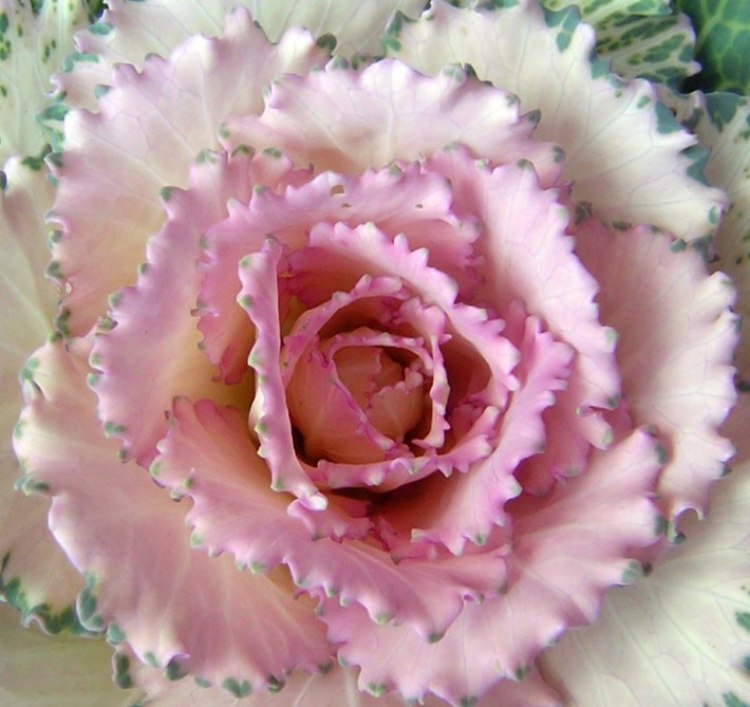 ozdobná kapusta s červeným jadrom do okrasnej záhrady Dekoratívna-kapustná-okrasná-záhradná-rastlina-ružovo-jadrová záhrada v januári