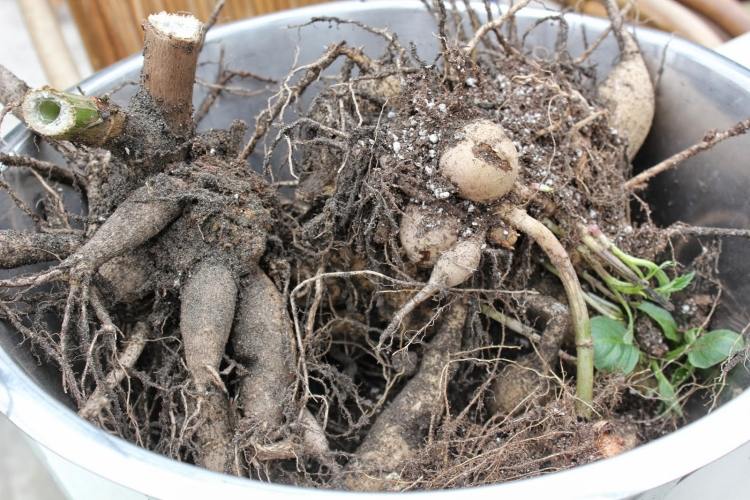 Hibernujte hľuzy georgín a chráňte ich pred plesňou georgíny-prezimovať-sucho-záhrada v januári