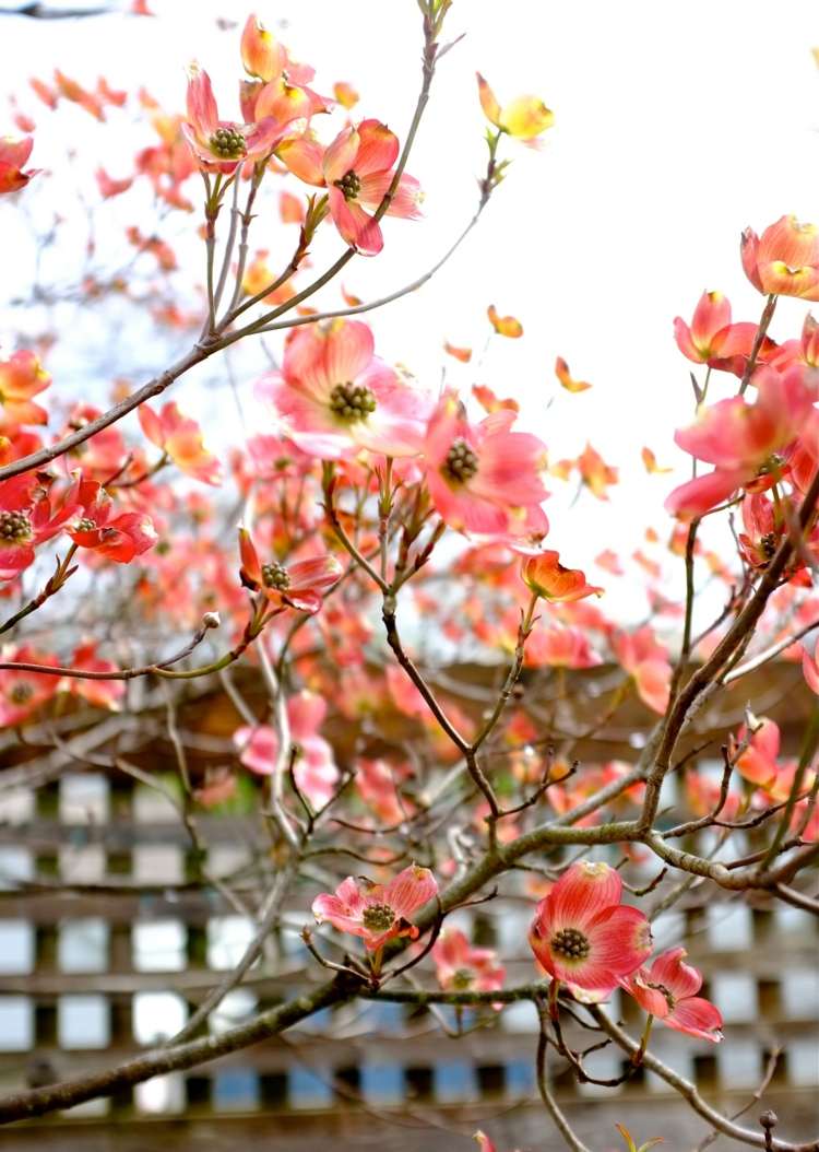 drieň v záhrade cornus-florida-art-pink-blueten-baum-pretty