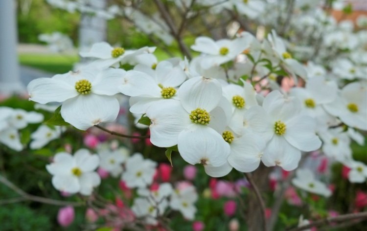 drieň-záhrada-vytváranie-jarných-terénnych-tipov-pekná-rastlina-strom
