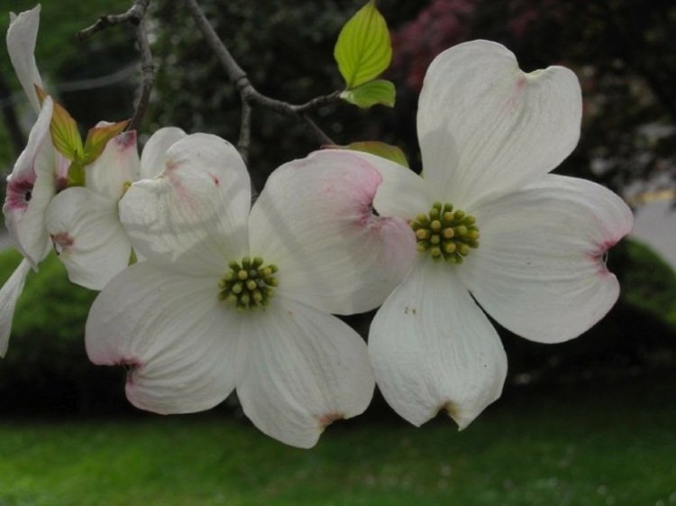 drieň-záhrada-ruža-farba-romantický-dizajn-jednoduchá starostlivosť