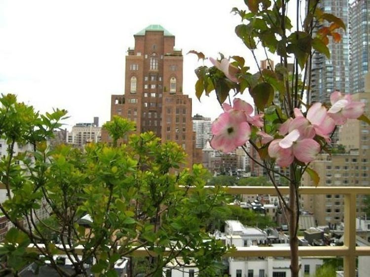 drieň-záhrada-strecha-strom-kompaktná-veľkosť-new-york-balkón