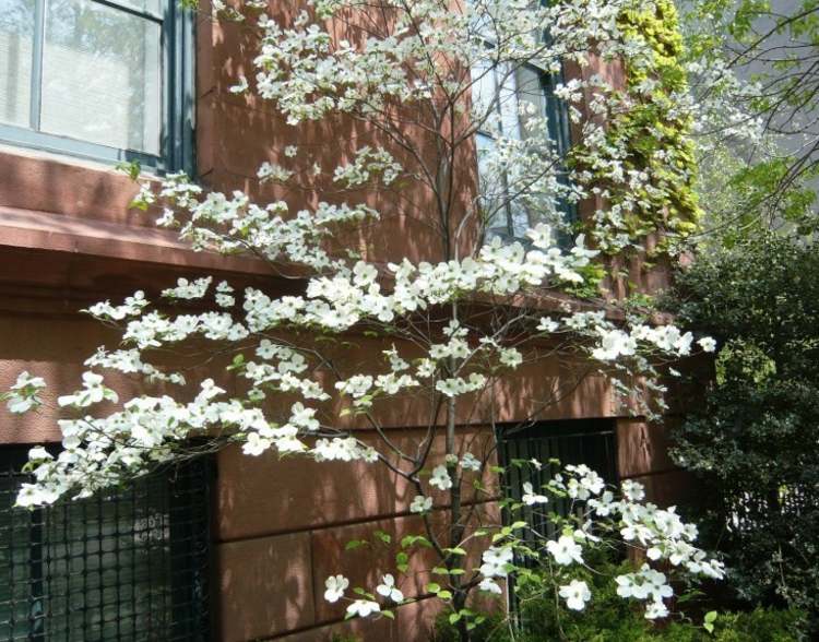 drieň-záhrada-fasáda-kameň-hnedá-moderné-rastliny-biela