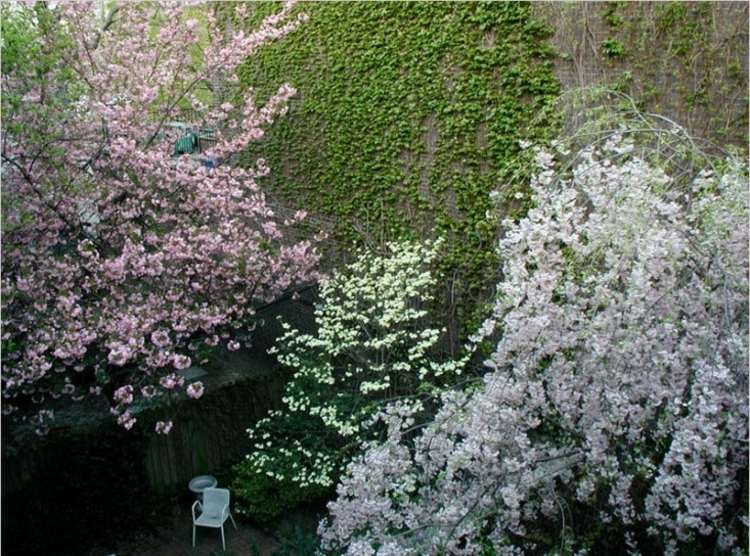 drieň-záhrada-biela-ružová-stromy-brečtan-lezenie-rastlina-stena-bujná