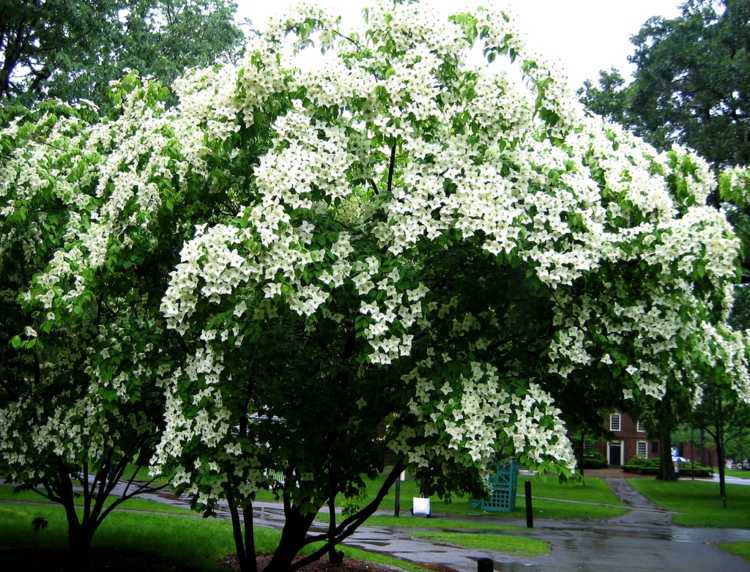 dogwood-garden-ueppig-kousa-japan-art-easy-care