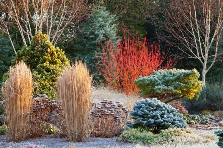Dogwood in the garden gardening-cornus-sanguinea-evergreen-graeser-trees
