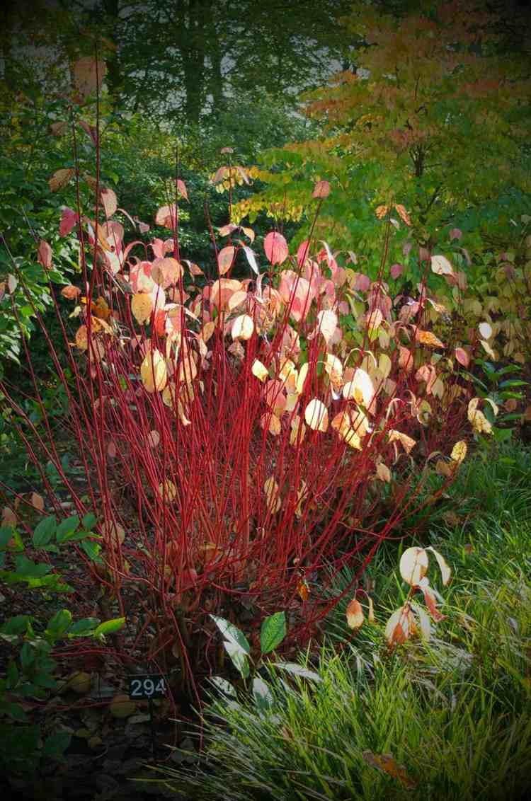 drieň-v-záhrade-červené-vetvičky-atraktívne-listy-jeseň